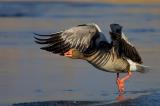 Greylag Goose