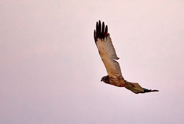 Western Marsh Harrier, Circus aeruginosus