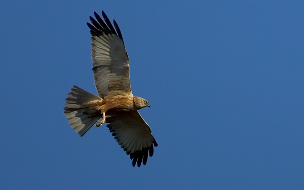 Western Marsh Harrier, Circus aeruginosus