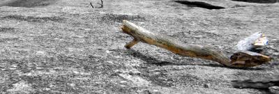 A stick.jpg
