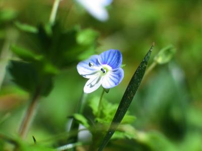 Itty Bitty Flower.jpg