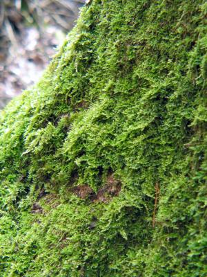 Moss.jpg