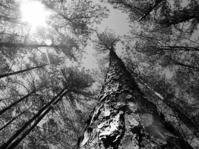 Tree in a Forest.jpg