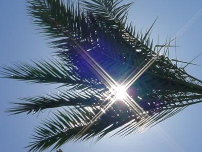 sun in the palmat paradise palms