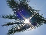 sun in the palm<br>at paradise palms