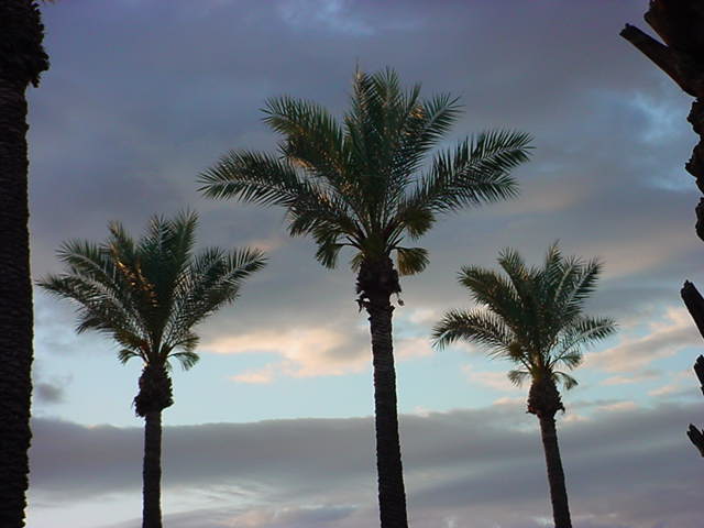 5 palms at sunrise