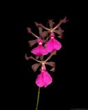 Epi cordigerum