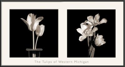 Tulip StudyTulips of Western Michigan
