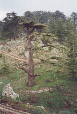 The Cedar of Lebanon