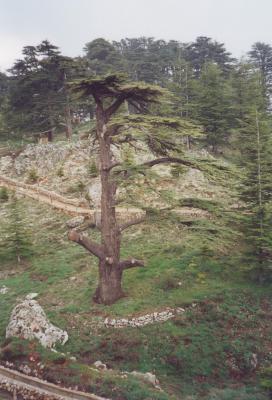 u13/oriz/medium/6997743.Lebanon145.jpg