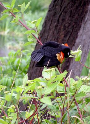 Red-Winged Blackbirdturquoise919