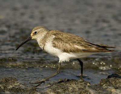 curlew sandpiper_MG_6838.jpg