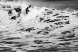 CRW_1874 bw.jpg