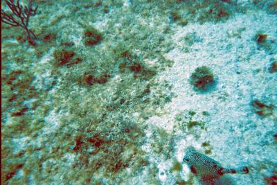 tim_dive_pics