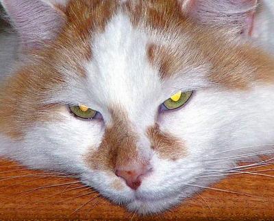 Golden  Eyes  Super Cat.JPG