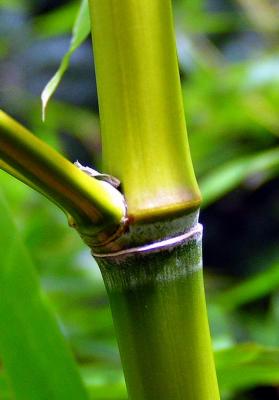 Macro  (Bamboo)