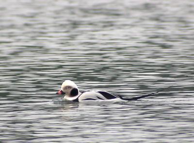 Long-tailed Duck, male