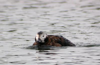 Long-tailed Duck, female