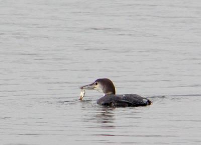 Common Loon