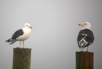 Kelp Gull and Greater Black-backed Gull