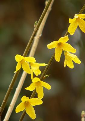 Forsythia