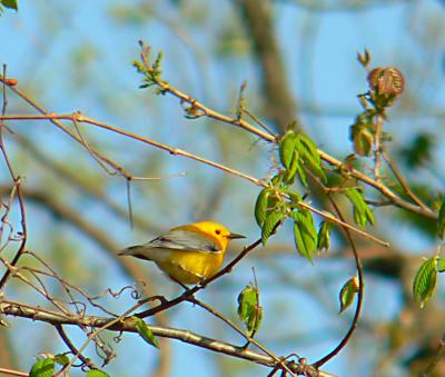 Prothonotary Warbler, Occoquan Bay NWR