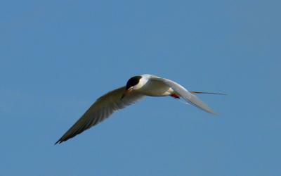 Forster's Tern, Occoquan Bay NWR