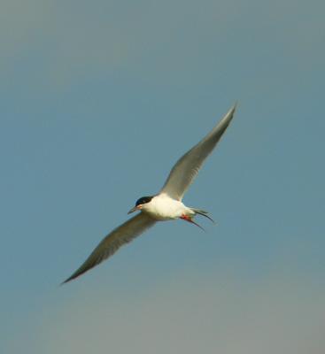 Forster's Tern, Occoquan Bay NWR