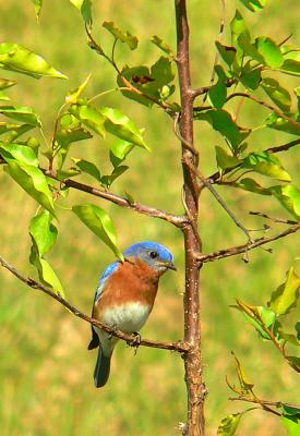 Eastern Bluebird, Occoquan Bay NWR