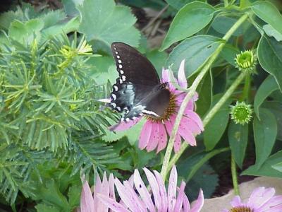 Butterfly and Flower 2.jpg