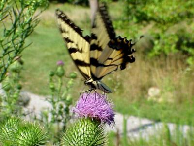 Butterfly on Thistle 2.jpg