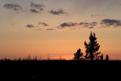 Treeline at sunset