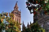 giralda and oranges.JPG