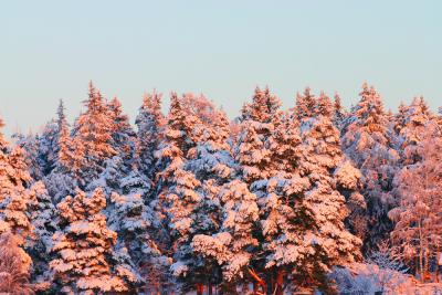 Red Snow