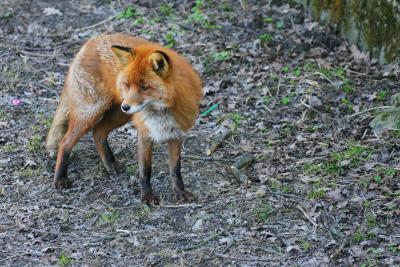 Fox - Spring