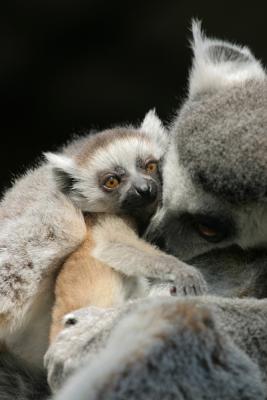 Young lemur 1