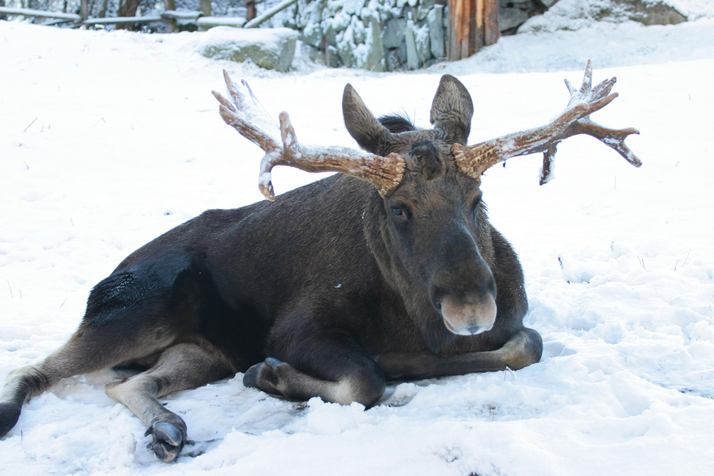 Moose