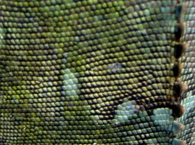 Macro shot of an iguana