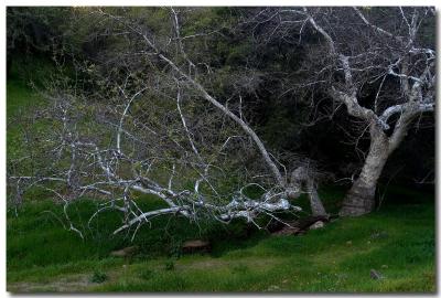 u13/pderocco/medium/41660234.05040235Enchanted.jpg