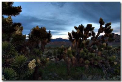 Joshua tree blossoms