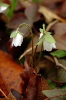 DSCF1561.jpg
