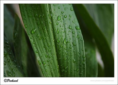 u13/peekseel/medium/38413239.ve.jpg