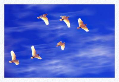 3rd place - seagulls in formation (Richard Higgs)