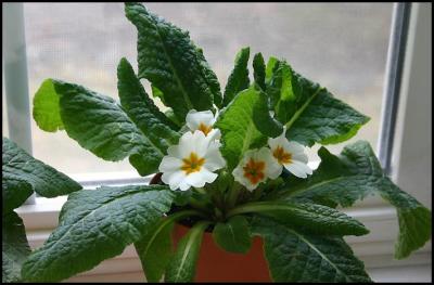 Window Ledge Flowers