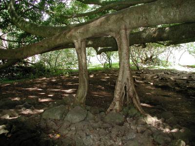 Banyan tree roots
