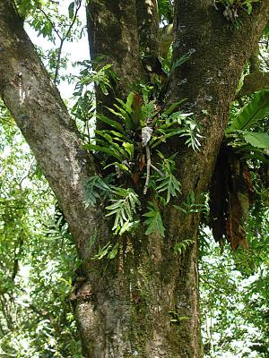 Fern Tree