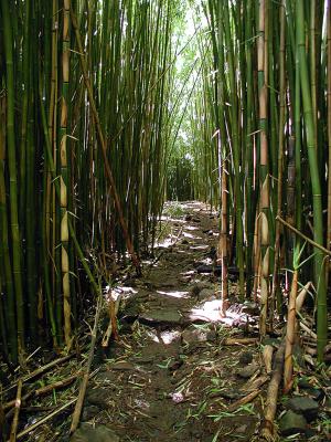 Bamboo Forrest
