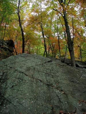 Rocks and Trees