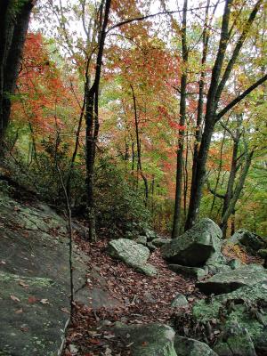 Rocks and Trees
