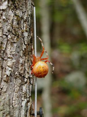 Cool Spider